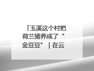 玉溪这个村把荷兰猪养成了“金豆豆”｜在云南样样好