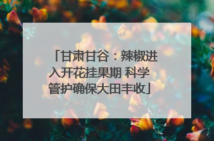 甘肃甘谷：辣椒进入开花挂果期 科学管护确保大田丰收