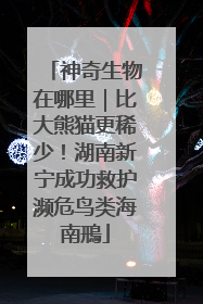 神奇生物在哪里｜比大熊猫更稀少！湖南新宁成功救护濒危鸟类海南鳽