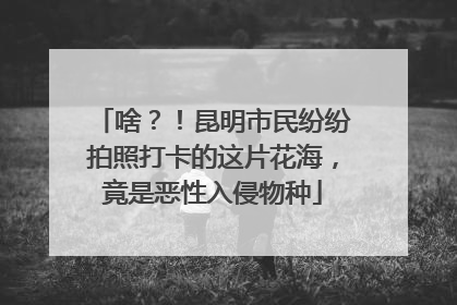 啥？！昆明市民纷纷拍照打卡的这片花海，竟是恶性入侵物种