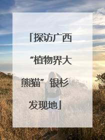 探访广西“植物界大熊猫”银杉发现地