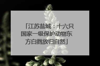 江苏盐城：十六只国家一级保护动物东方白鹳放归自然