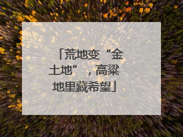 荒地变“金土地”，高粱地里藏希望