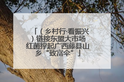（乡村行·看振兴）链接东盟大市场 红菌撑起广西藤县山乡“致富伞”